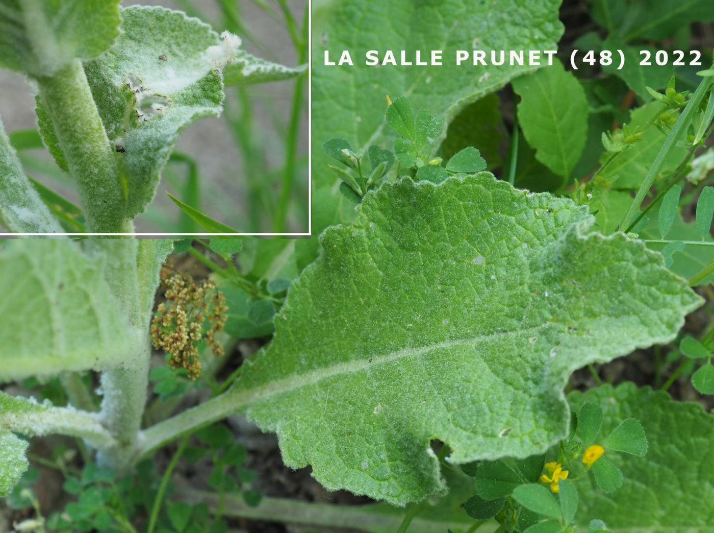 Mullein of Boerhaave leaf